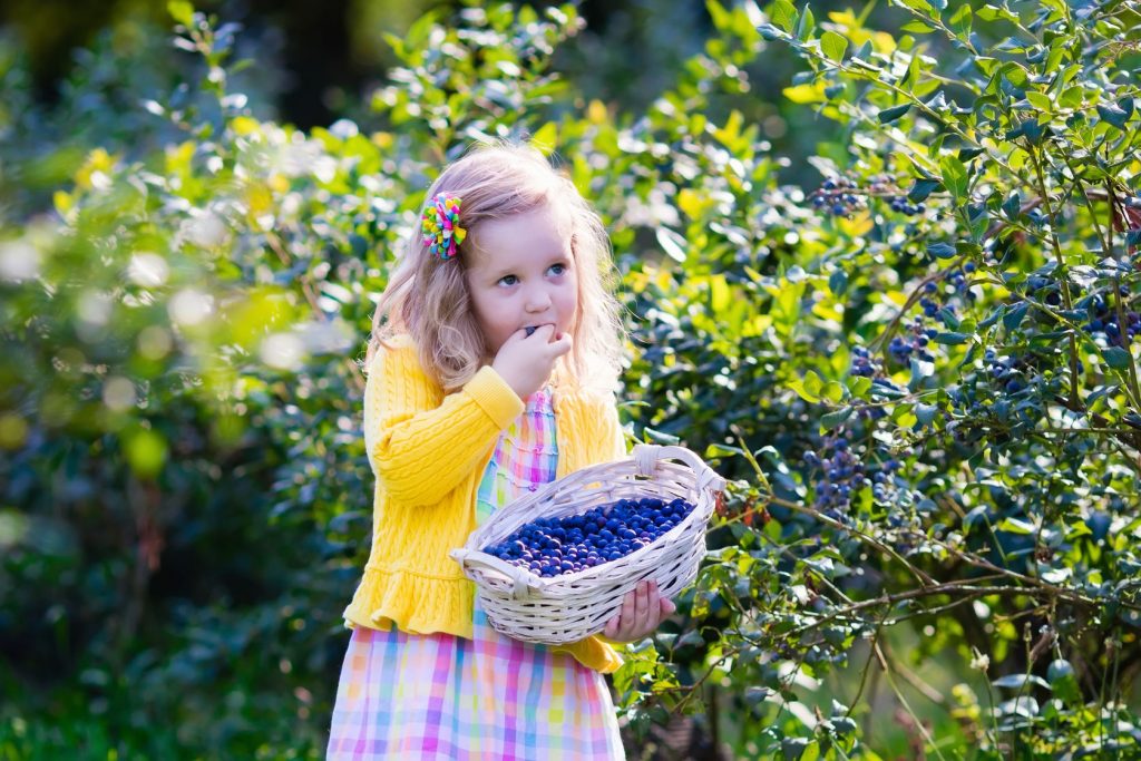 44334818 - kids picking fresh berries on blueberry field. children pick blue berry on organic farm. little girl playing outdoors in fruit orchard. toddler farming. preschooler gardening. summer family fun.